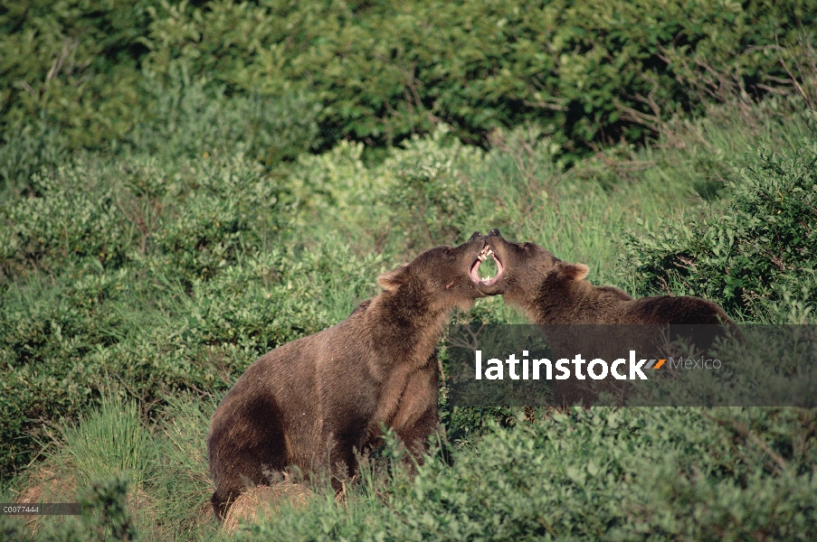 Oso Grizzly (Ursus arctos horribilis) par luchar, Alaska