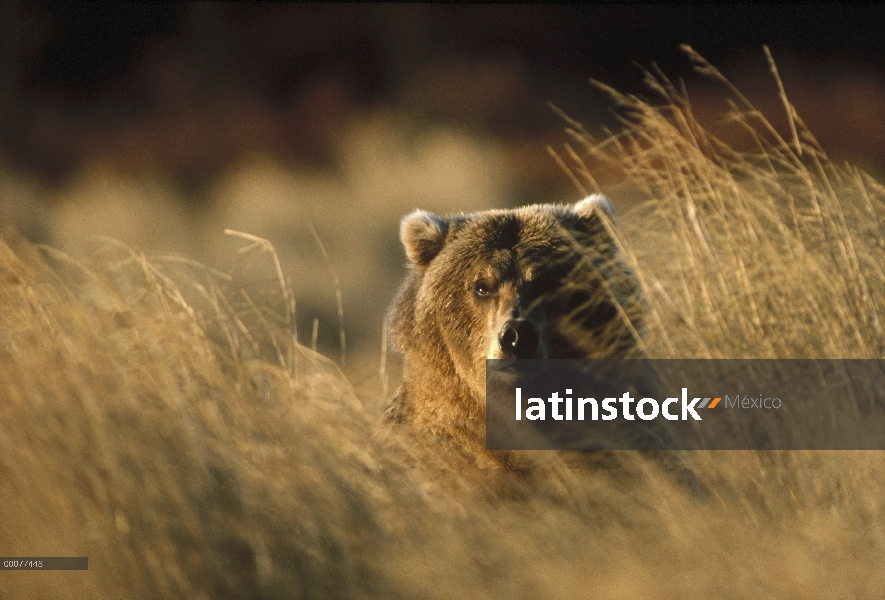 Oso Grizzly (Ursus arctos horribilis) mirando de la hierba de otoño, Katmai, Alaska