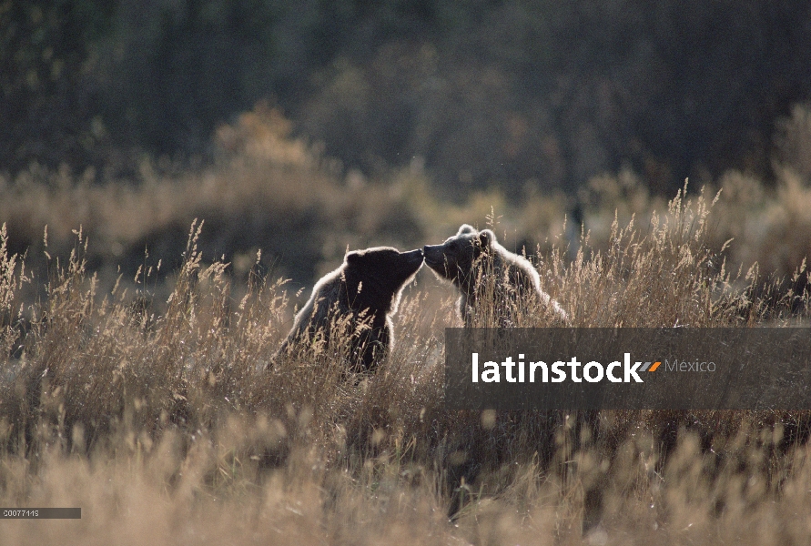 Oso Grizzly (Ursus arctos horribilis) juveniles tocando las narices en hierba seca, Alaska