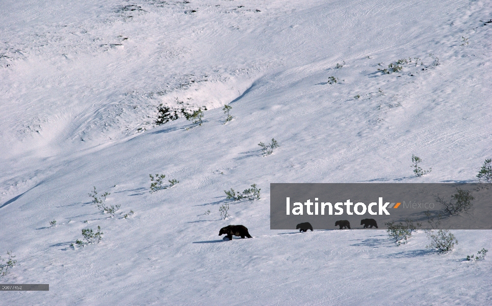 Oso Grizzly (Ursus arctos horribilis) madre con tres cachorros en la nieve, Alaska