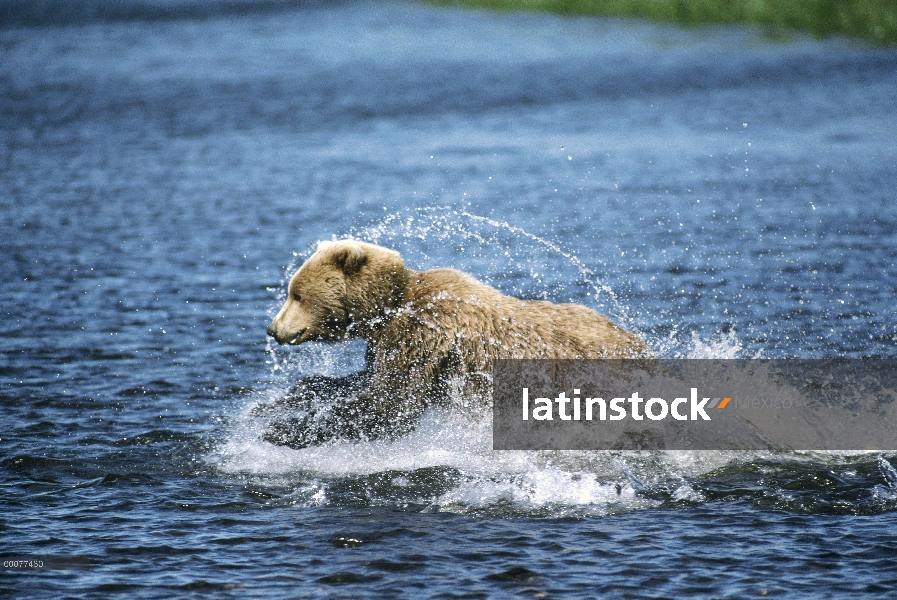 Oso Grizzly (Ursus arctos horribilis) persiguiendo salmón en el río, Alaska