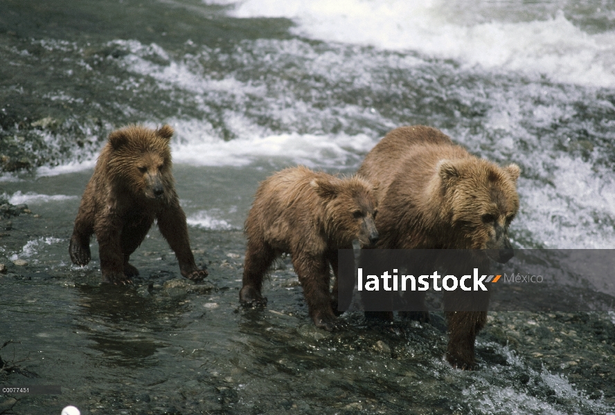 Oso Grizzly (Ursus arctos horribilis) madre líderes cachorros a peces, Alaska