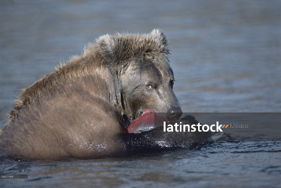 Oso Grizzly (Ursus arctos horribilis) comiendo un salmón en el río, Alaska