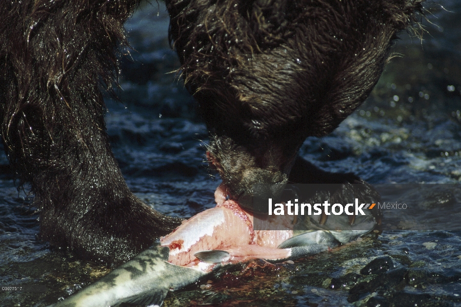 Oso Grizzly (Ursus arctos horribilis) comer salmon, Alaska