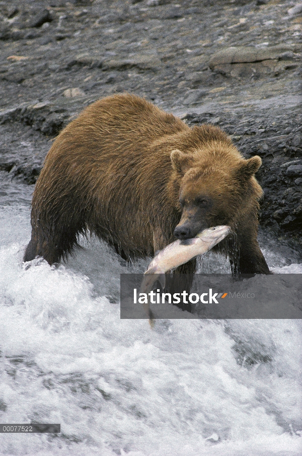 Oso Grizzly (Ursus arctos horribilis) captura de salmon, Alaska