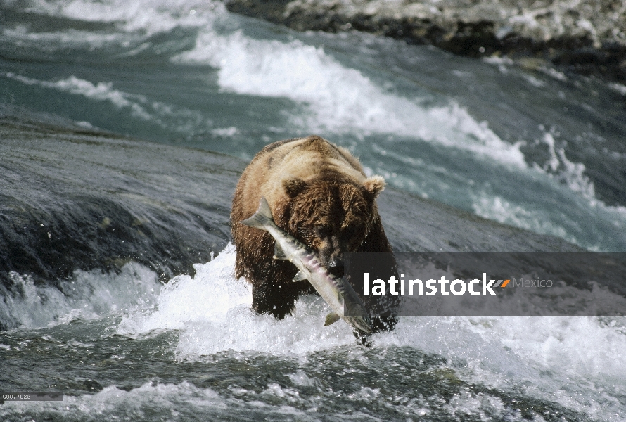 Oso Grizzly (Ursus arctos horribilis), pesca del salmon, Alaska