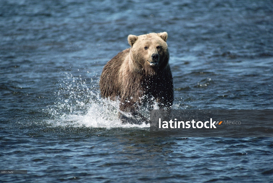 Oso Grizzly (Ursus arctos horribilis) funcionando, Alaska