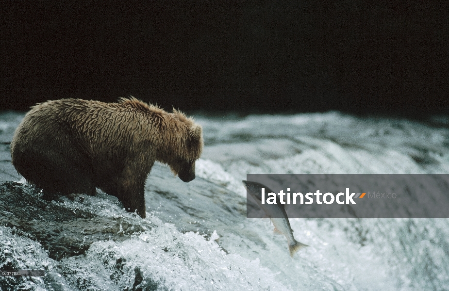 Oso Grizzly (Ursus arctos horribilis) de pesca para el desove de salmón, Alaska