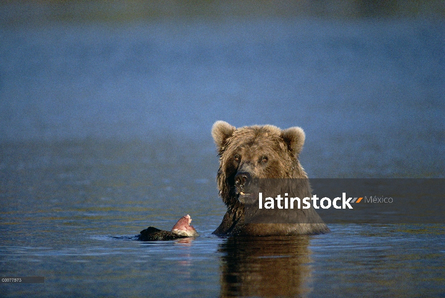 Oso Grizzly (Ursus arctos horribilis) alimentándose de salmón en el río, Alaska