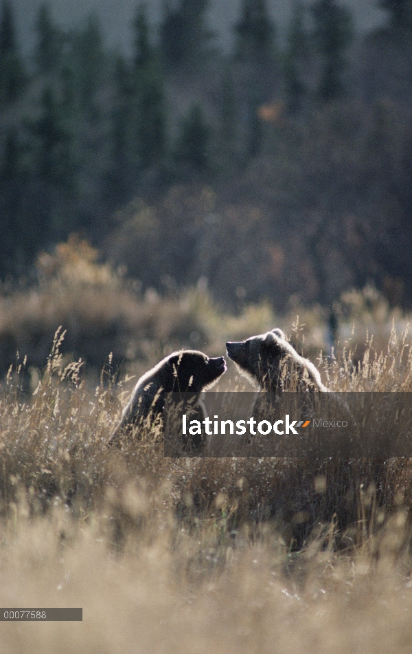 Afectuosos cachorros de oso pardo (Ursus arctos horribilis), Alaska