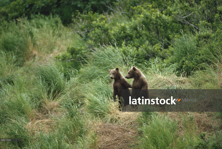 Cachorros curioso oso Grizzly (Ursus arctos horribilis), Alaska