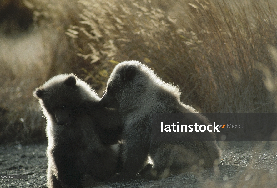 Cachorros de oso pardo (Ursus arctos horribilis) jugando, Alaska