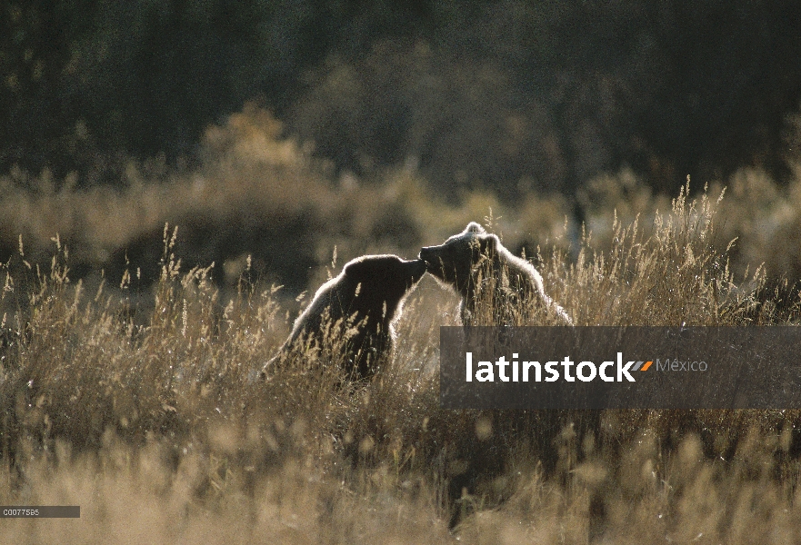 Dos cachorros cariñosos oso Grizzly (Ursus arctos horribilis), Alaska