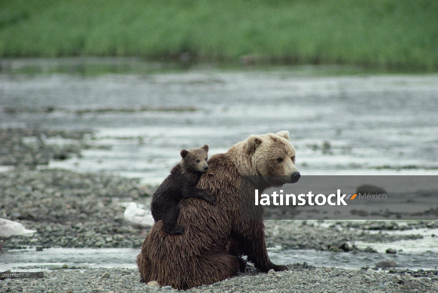 Madre oso pardo (Ursus arctos horribilis) con cachorro sobre su espalda sentado en la orilla del río