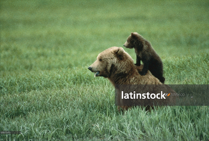 Oso Grizzly (Ursus arctos horribilis) madre y cachorro, Alaska