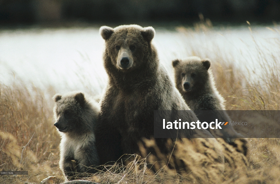 Oso Grizzly (Ursus arctos horribilis) madre y cachorros en hierba de otoño, Alaska