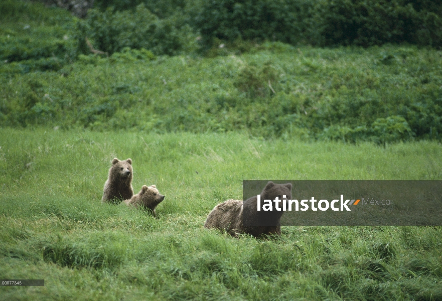 Madre oso pardo (Ursus arctos horribilis) y cachorros de pasto verde, Alaska