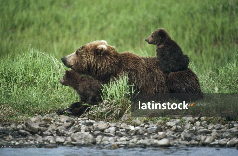 Oso Grizzly (Ursus arctos horribilis) madre y cachorros al borde del río, Alaska