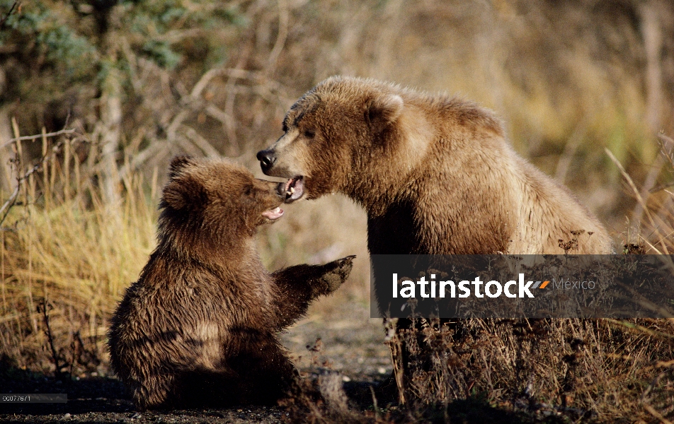 Oso Grizzly (Ursus arctos horribilis) madre y cachorro, Alaska