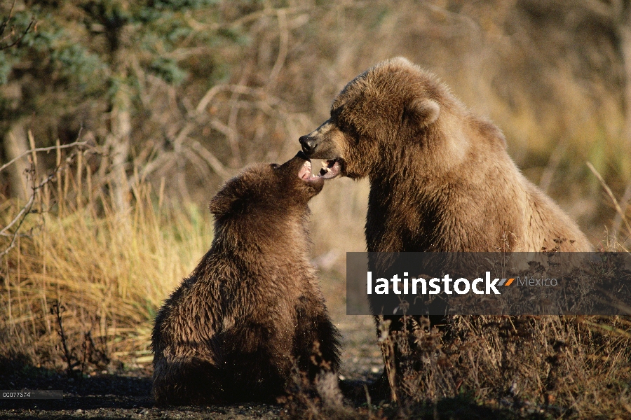 Madre oso pardo (Ursus arctos horribilis) y el cub argumentando, Alaska