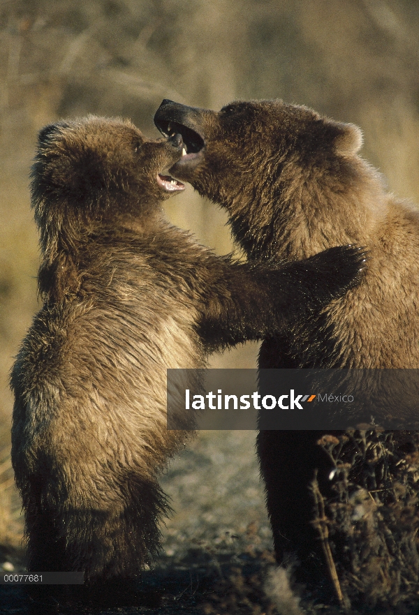 Madre oso pardo (Ursus arctos horribilis) y el cub argumentando, Alaska