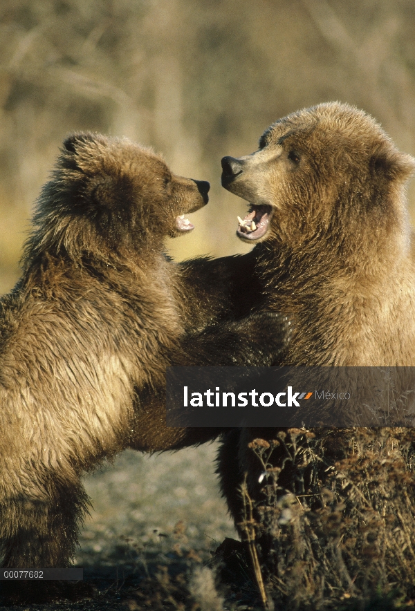 Oso Grizzly (Ursus arctos horribilis) madre y cachorro, Alaska