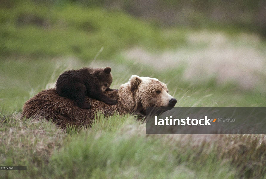 Madre oso pardo (Ursus arctos horribilis) y el cub en pasto verde, Alaska