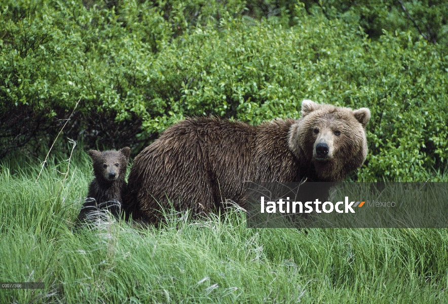 Madre oso pardo (Ursus arctos horribilis) y el cub en pasto verde, Alaska