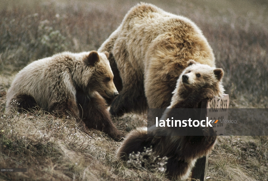 Cachorros de oso pardo (Ursus arctos horribilis) jugando en la muestra, de Parque Nacional de Denali