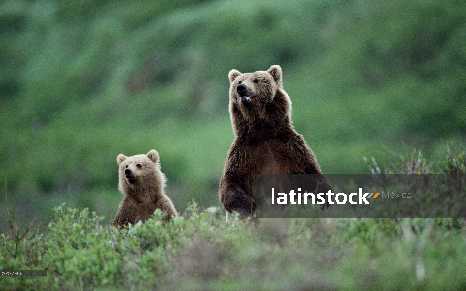 Madre oso pardo (Ursus arctos horribilis) y el cub en follaje verde, Alaska