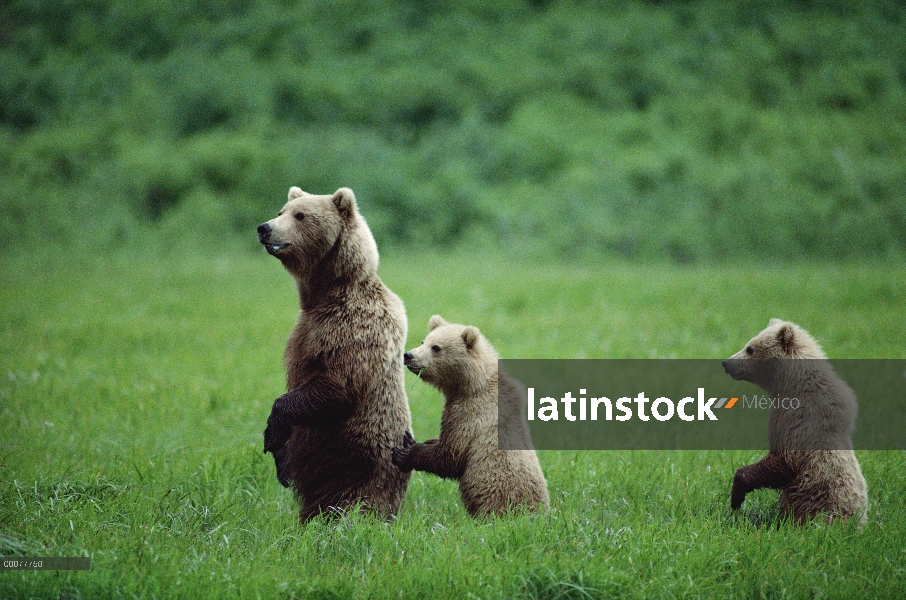 Madre oso pardo (Ursus arctos horribilis) y dos cachorros, Alaska