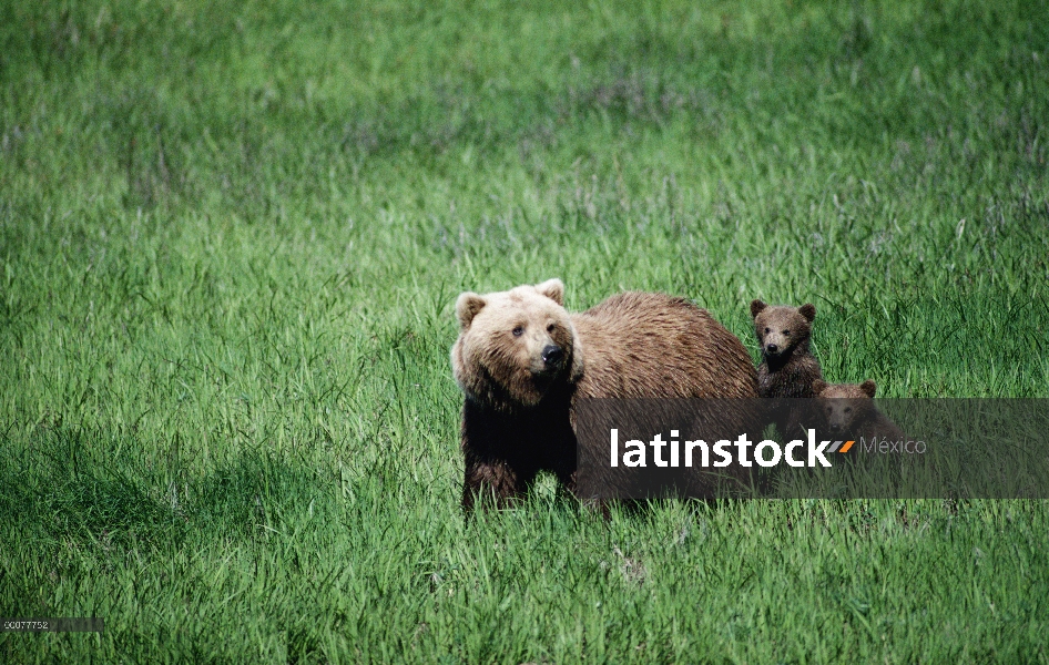 Madre oso pardo (Ursus arctos horribilis) y dos cachorros, Alaska