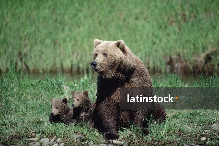 Oso Grizzly (Ursus arctos horribilis) padre con dos cachorros, Alaska