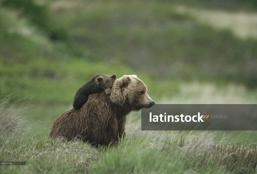 Oso Grizzly (Ursus arctos horribilis) madre y cachorro, Alaska