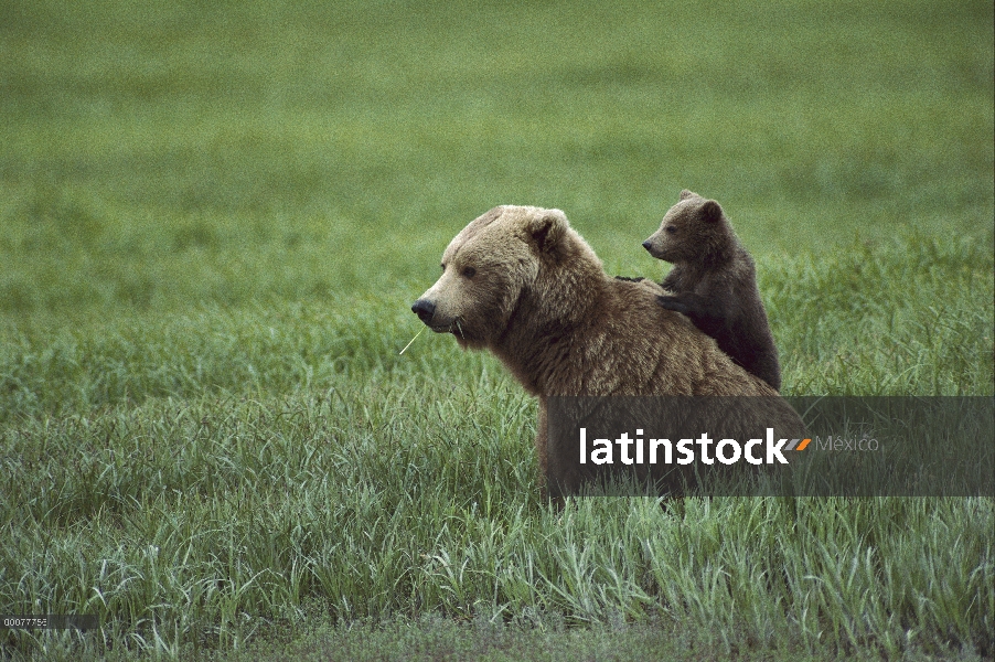 Oso Grizzly (Ursus arctos horribilis) madre y cachorro, Alaska