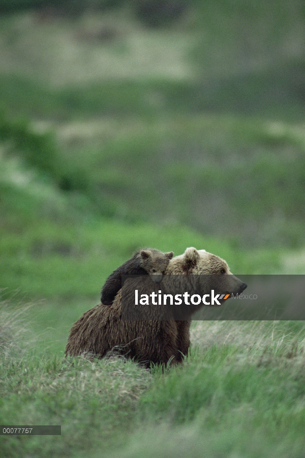 Oso Grizzly (Ursus arctos horribilis) descansa sobre la espalda de la madre, Alaska