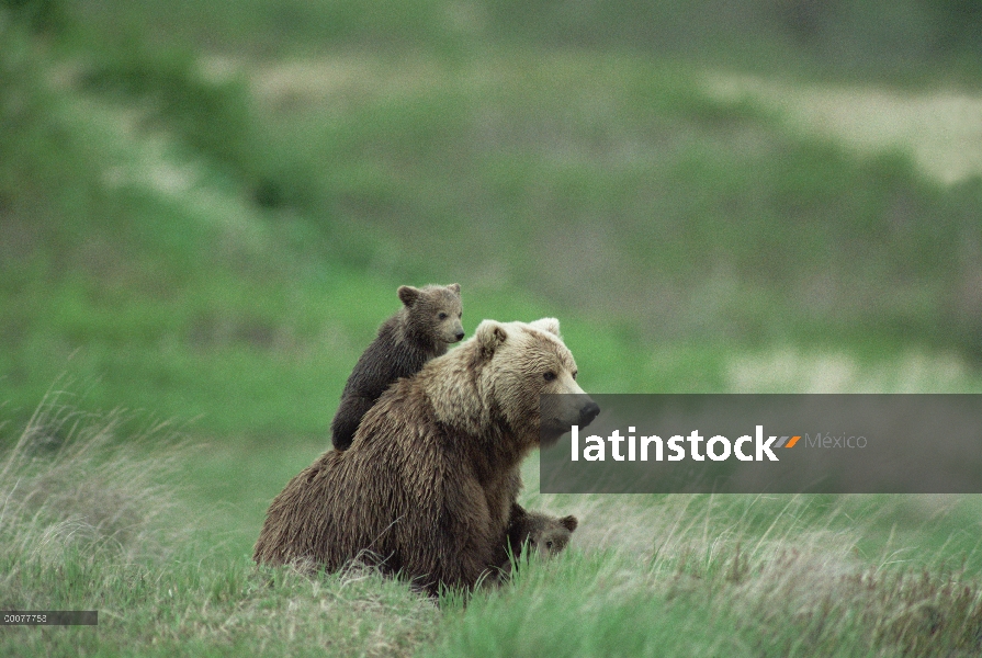 Oso Grizzly (Ursus arctos horribilis) hembra con dos cachorros sentado sobre su espalda, Alaska