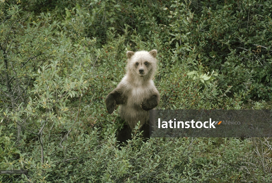 Pie del cub de oso pardo (Ursus arctos horribilis) entre crecimiento de primavera, Alaska