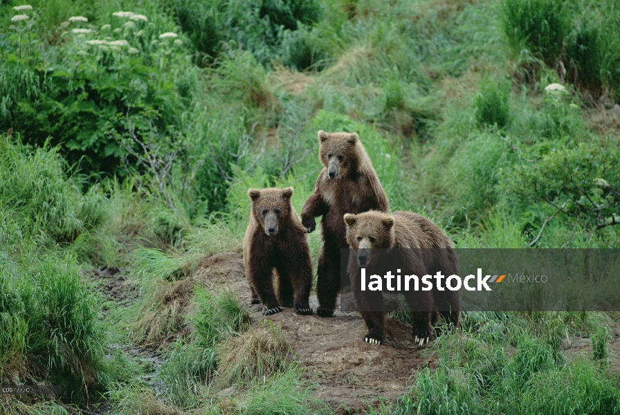 Oso Grizzly (Ursus arctos horribilis) trío de curiosos menores de edad, Alaska