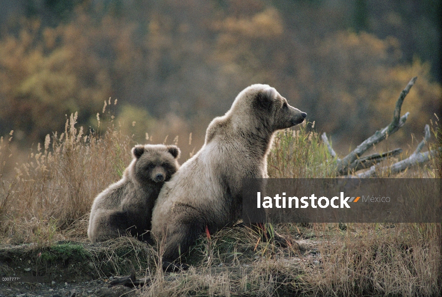 Madre oso pardo (Ursus arctos horribilis) y el cub al atardecer, Alaska