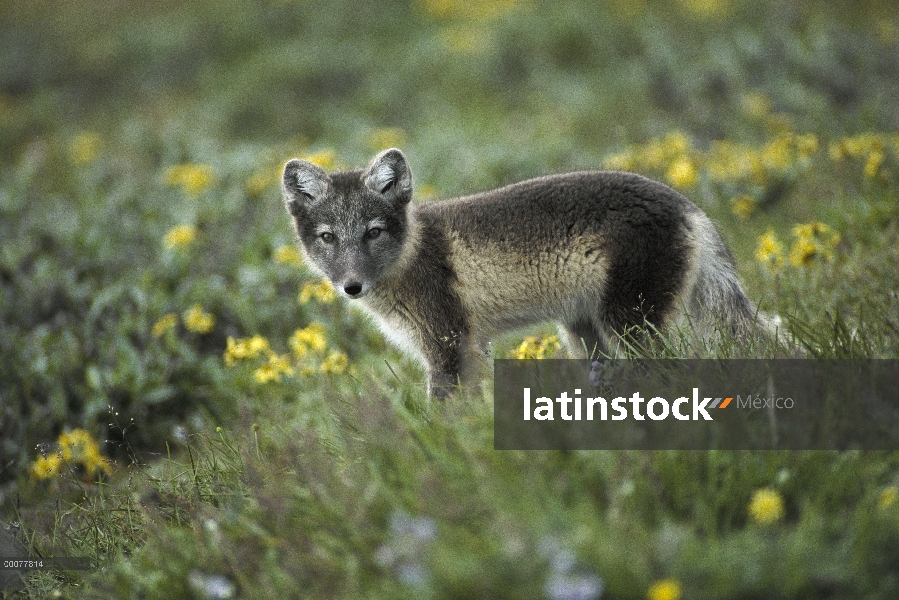 Zorro ártico (Alopex lagopus) juvenil en la tundra de hierba con flores de primavera, Alaska