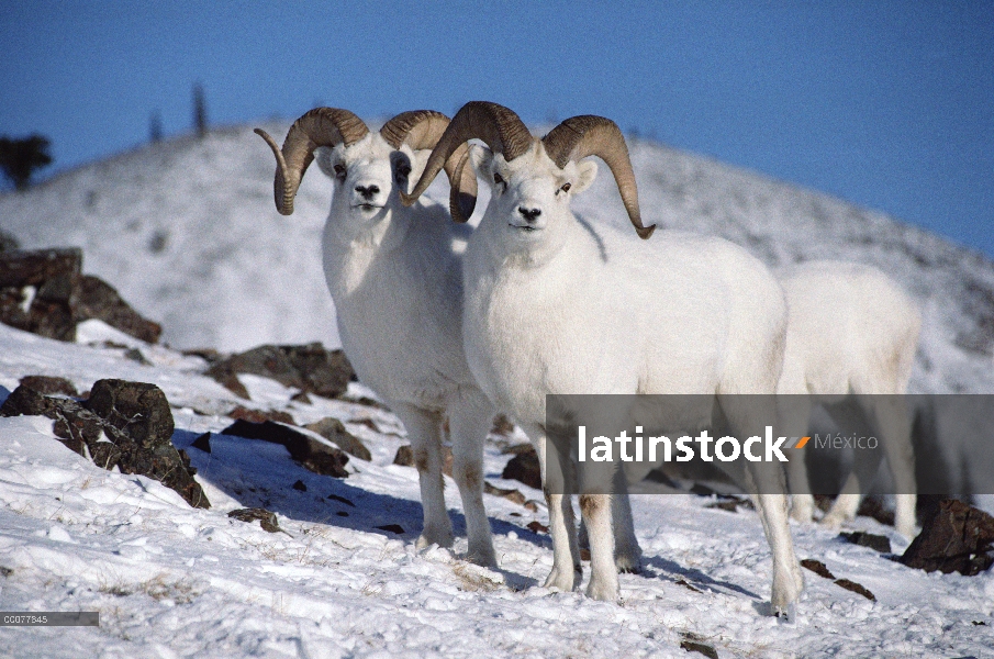 Grupo de carneros de Dall (Ovis dalli) sobre ladera Nevada, Alaska