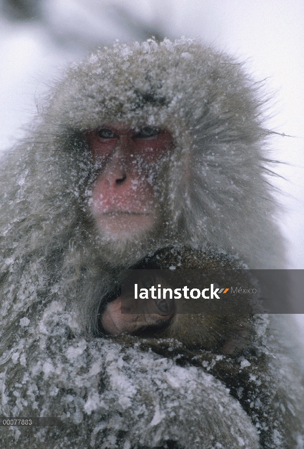 Madre de macaco japonés (Macaca fuscata) y jóvenes, Japón