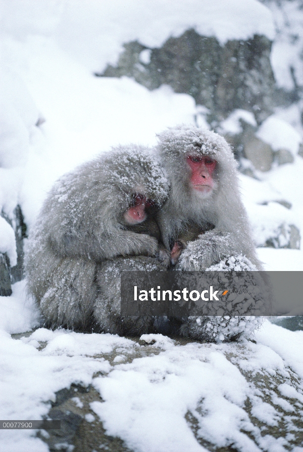 Grupo macaco japonés (Macaca fuscata) líos para el calor, Japón