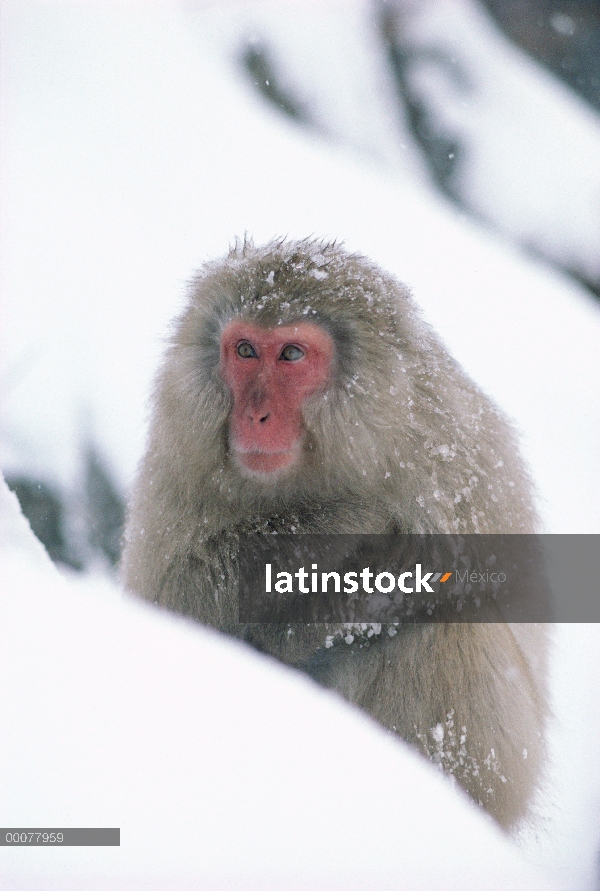 Retrato de macaco japonés (Macaca fuscata) de nieve, Japón