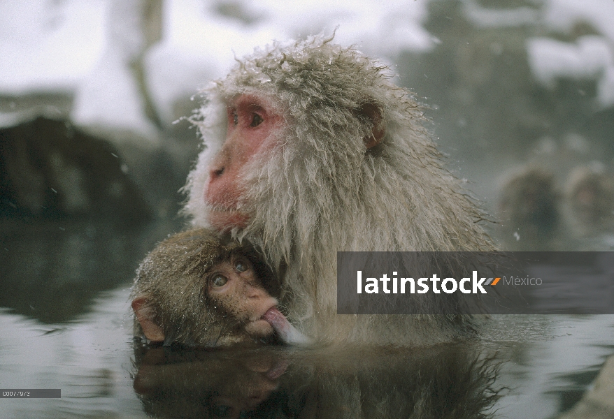 Macaco japonés (Macaca fuscata) madre de enfermería joven, Japón