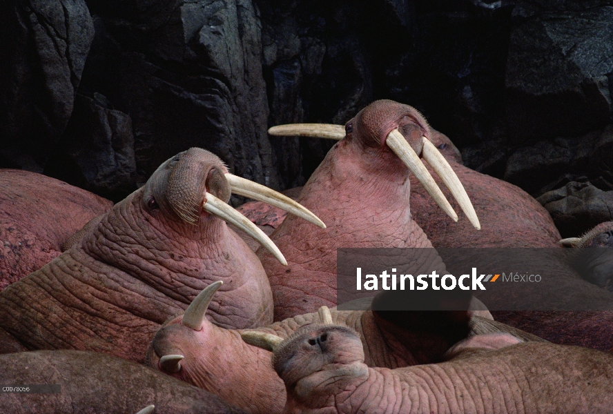 Colonia Pacífico morsa (Odobenus rosmarus divergens), Isla redonda, Alaska