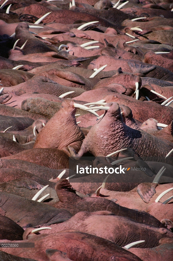 Colonia Pacífico morsa (Odobenus rosmarus divergens), Isla redonda, Alaska