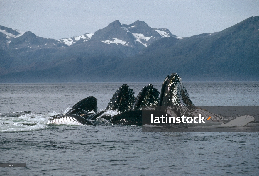 Ballena jorobada (Megaptera novaeangliae) grupo cooperativo alimentación, Alaska