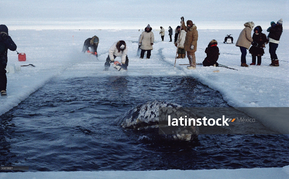 Ballena gris (Eschrichtius robustus) en intento de rescate por nativos esquimales, Alaska